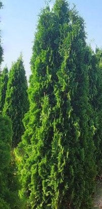 THIN MAN® Arborvitae (Thuja occidentalis 'Thin Man') - 1 gallon