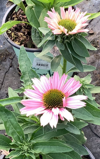Sunseekers Salmon Coneflower (Echinacea sunseekers 'Salmon') - half gallon