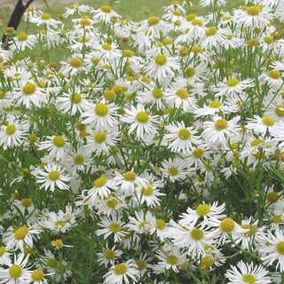 Snowbank Boltonia (Boltonia snowbank) - 1 gallon