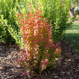 Sunjoy Orange Pillar® Barberry (Berberis thunbergii 'Sunjoy Orange Pillar') - 2 gallon 15"