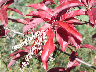 Sourwood (Oxydendrum arboreum) - 3 gallon