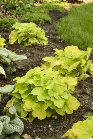Primo® 'Pistachio Ambrosia' Coral Bells (Heuchera pistachio 'Ambrosia') - 1 gallon