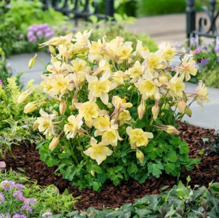 EarlyBird™ Yellow Columbine (Aquilegia 'Earlybird Yellow') - 1 gallon