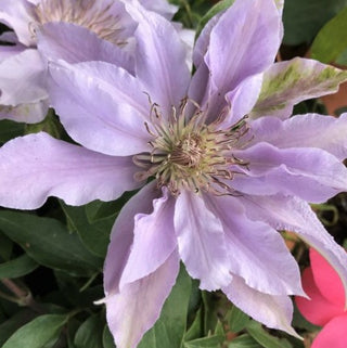 Filigree™ Clematis  (Clematis filigree 'Trailing') - half gallon