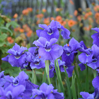 Ruffled Velvet Siberian Iris (Iris siberica 'Ruffled Velvet') - 1 gallon