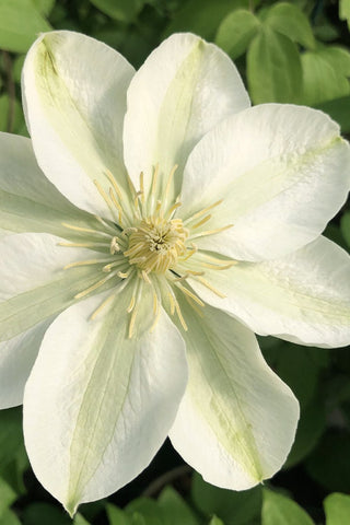 Guernsey Flute™ Clematis (Clematis guernsey 'Flute') - 1 gallon