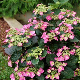 Tuff Stuff Top Fun® Reblooming Mountain Hydrangea (Hydrangea 'S Tuff Stuff Top Fun') - 3 gallon