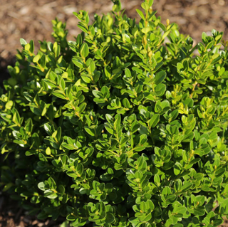 Little Missy Boxwood (Buxus microphylla 'Little Missy') - 2 gallon 8"