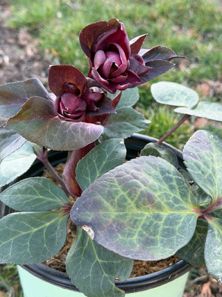 Frostkiss® Vibey Velvet Lenten Rose (Helleborus vibey 'Velvet') - 1 gallon
