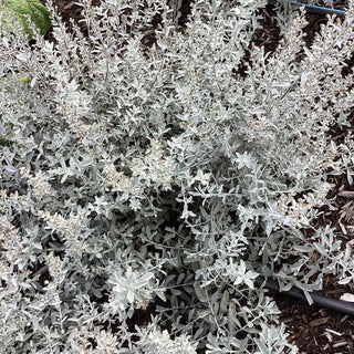 GardenGhost™ Artemesia (Artemisia garden 'Ghost') - 1 gallon