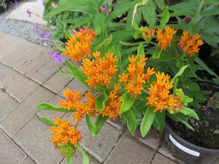 Gay Butterflies Milkweed (Asclepias tuberosa 'Gay Butterflies') - 1 gallon