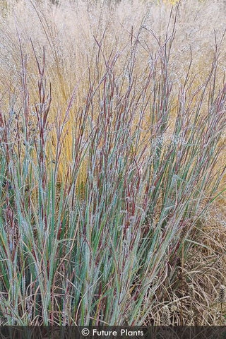Ha Ha Tonka Little Bluestem (Schizachyrium 'Ha Ha Tonka') - 1 gallon