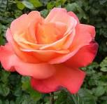 Orange Glow™ Knock Out® (Rosa K.O 'Orange Glow') - 3 gallon