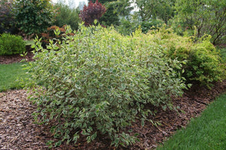 SGT. PEPPER® Tatarian dogwood (Cornus alba 'Verpaalen2' Sgt. Pepper) - 3 gallon