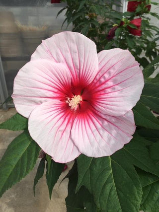 Moonshadow™ Rosita Rose Mallow (Hibiscus rosita) - 2 gallon