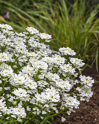 Snowsurfer™ Forte Candytuft (Iberis sempervirens 'Snowsurfer') - 1 gallon