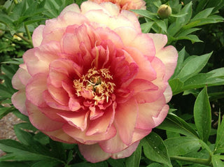 Garden Candy® Simply Scrumptious™ Itoh Peony (Paeonia 'I Simply Scrumptious') - 2 gallon