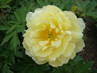 Garden Candy® Pineapple Fizz™ Itoh Peony (Paeonia 'I Pineapple Fizz') - 2 gallon