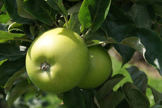 Granny Smith Apple (Malus 'Fruit Granny Smith') - 5 gallon 60"