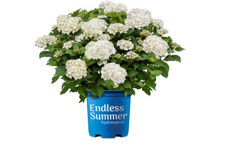 Endless Summer® Dreamcloud® Bigleaf Hydrangea (Hydrangea macrophylla Endless Summer Dreamcloud ('Bailmaceight')) - 2 gallon