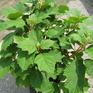 Alice Oak Leaf Hydrangea (Hydrangea quercifolia 'Alice') - 2 gallon