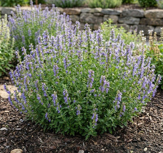 Nectar Ninja Hyssop (Hyssopus officinalis 'Scentastic Blue') - 1 gallon