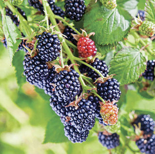 Chester Blackberry (Rubus fruticosus 'Chester') - 1 gallon 12"