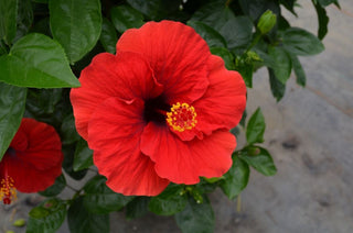 Hollywood Hibiscus™ Hot Shot™ (Hibiscus rosa-sinensis Hot Shot™) - 2 gallon