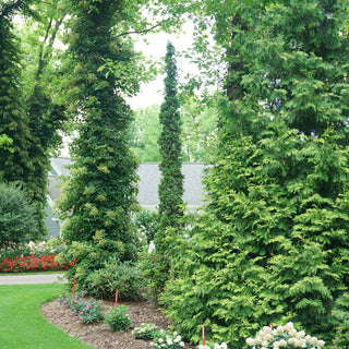 Sting® Arborvitae (Thuja occidentalis 'Sting') - 1 gallon
