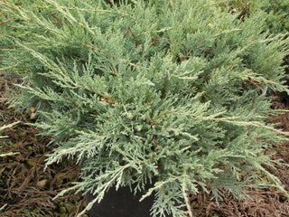 Grey Owl Juniper (Juniperus virginiana 'Grey Owl') - 1 gallon