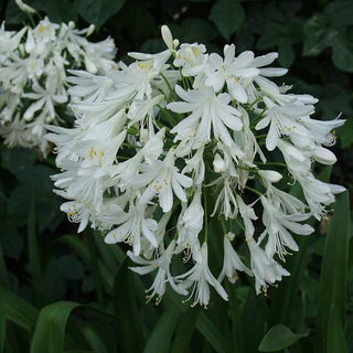 Getty White Lily of the Nile (Agapanthus africanus 'Getty White') - QT