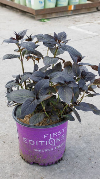 Eclipse® Bigleaf Hydrangea (Hydrangea macrophylla 'Eclipse') - QT