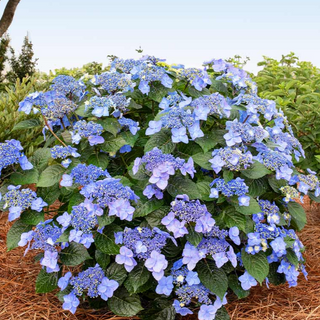 Pop Star® Reblooming Hydrangea (Hydrangea macrophylla 'Pop Star') - QT