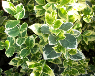 Emerald Gaiety™ Euonymus (Euonymus fortunei 'Emerald Gaiety') - QT