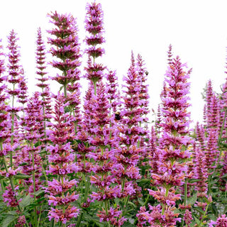 Prince’s Plume Agastache (Agastache ‘Prince’s Plume’) - 1 gallon