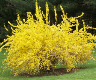 Spring Glory Forsythia (Forsythia x intermedia 'Spring Glory') - QT