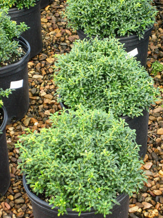 Soft Touch Japanese Holly (Ilex crenata 'Soft Touch') - QT