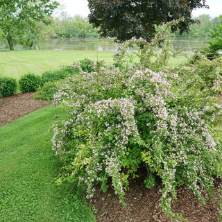 Jolene Jolene® Beautybush (Kolkwitzia 'Jolene Jolene') - QT