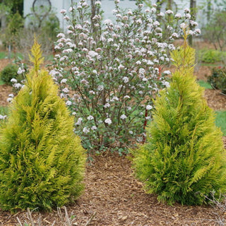 Fluffy® Western Arborvitae (Thuja plicata 'Fluffy') - QT