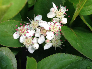 Low Scape Mound® Chokeberry (Aronia 'Low Scape Mound') - QT