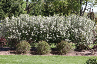 Low Scape Snowfire® Chokeberry (Aronia melanocarpa ‘Snowfire’) - QT