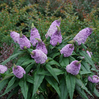 Pugster® Amethyst Butterfly Bush (Buddleia 'Pugster Amethyst') - QT
