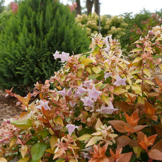 Funshine® Abelia grandiflora (Abelia grandiflora ‘Funshine’) - QT