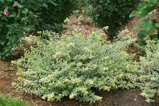 Mucho Gusto® Abelia (Abelia x grandiflora ‘Mucho Gusto’) - QT