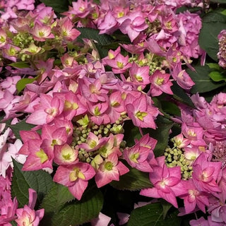 Let's Dance Can Do!® Reblooming hydrangea (Hydrangea macrophylla 'Lets Dance Can Do') - QT