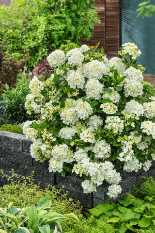 Fairytrail® White Cascade Hydrangea (Hydrangea paniculata 'Fairytrail White Cascade') - QT