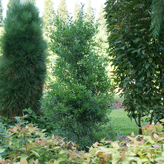 Squeeze Box Inkberry Holly (Ilex glabra 'Squeeze Box') - QT