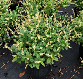 Fizzy Mizzy® Sweetspire (Itea fizzy 'Mizzy') - QT