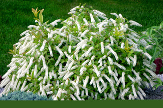 Little Henry® Sweetspire (Itea virginica 'Sprich') - QT