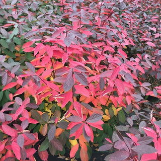Proven Winners® Color Choice® Scentlandia Sweetspire (Itea virginica '‘Smnivdfc’') - QT